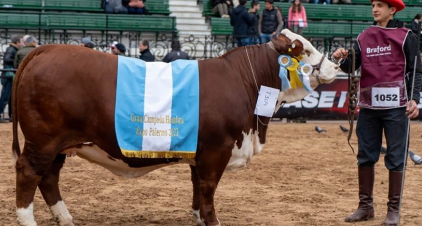 Un productor y dirigente de AFA compró a precio récord una vaca Braford en la Expo Rural de Palermo