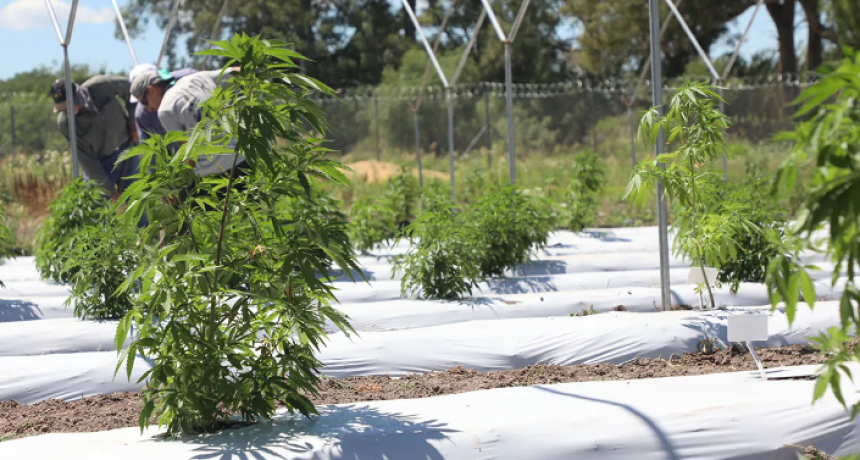 ¿Qué pasa con las políticas de cannabis medicinal en la provincia de Santa Fe?