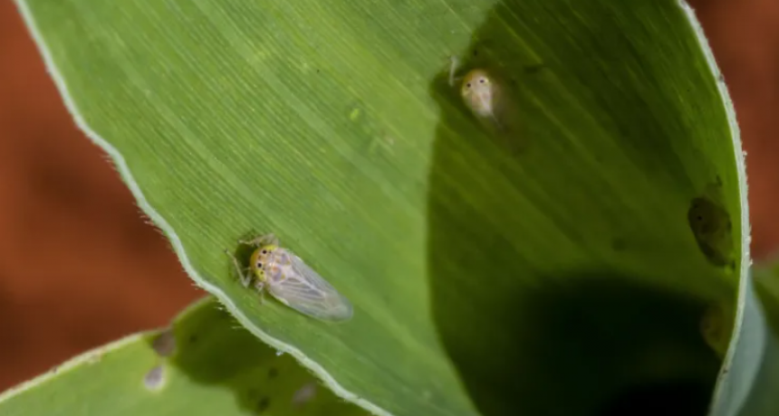 LA CHICHARRITA MURIÓ DE FRÍO