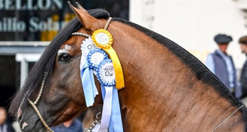 Caballos Criollos, el sello argentino en la gran fiesta del campo