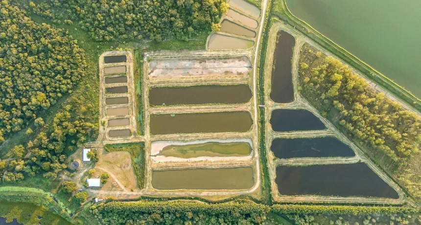 Crean un sistema rotativo entre la cría de pacú y la plantación de arroz que beneficia la biodiversidad