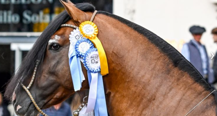 Caballos Criollos, el sello argentino en la gran fiesta del campo