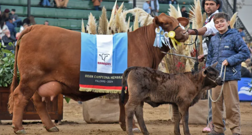 BRAFORD Y BRANGUS, LAS GRANDES RAZAS DE LA GANADERÍA ARGENTINA, JURARON SUS GRANDES CAMPEONES EN PALERMO