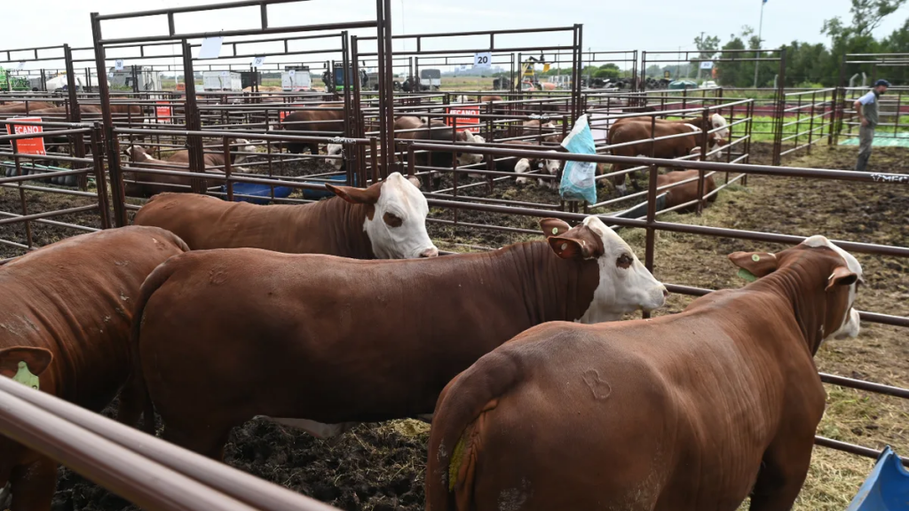 El bajo consumo de carne y el desafío del sector ganadero: lograr mejores precios dentro y fuera del país
