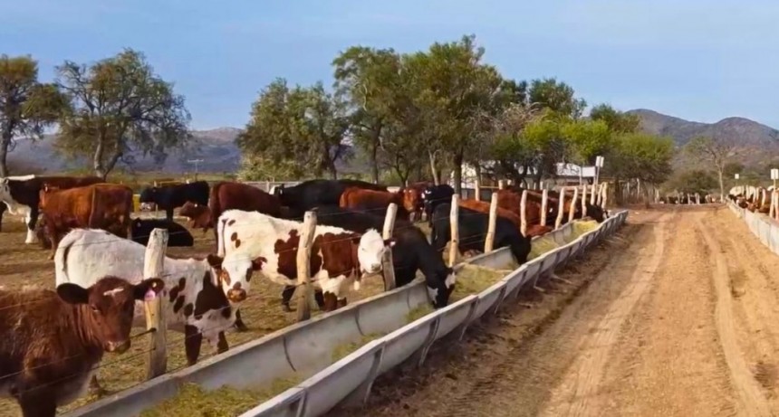 El secreto de la terneza en la carne: trazabilidad y bienestar animal
