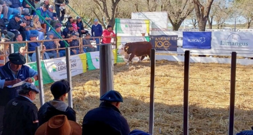 Remate de la Cámara de Cabañas en Emilia: en kilos de novillo, los toros subieron 70% en un año