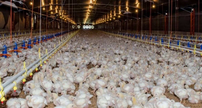 El “ciclo de vida” del pollo: la cadena avícola logró una medición clave para reducir su huella ambiental