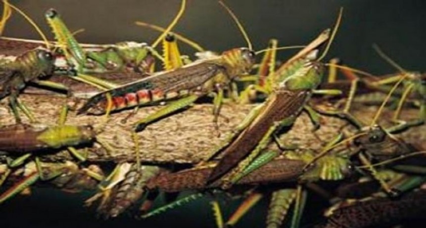 Ataque de langostas: Santa Fe est&aacute; en zona de emergencia fitosanitaria hasta 2019