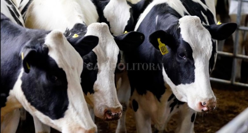 Video: remates de Holando en la Expo Rural 