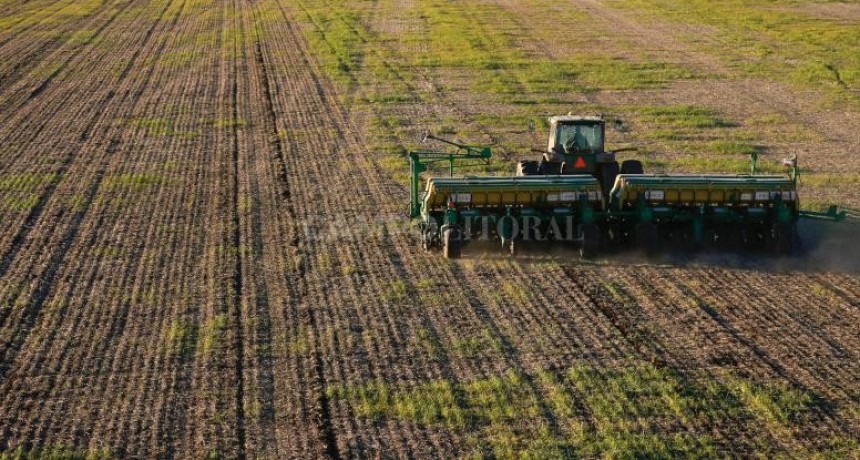 En el centro-oeste provincial la superficie sembrada de trigo cayó 20% 