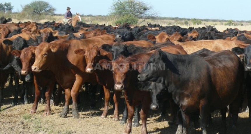  Demanda interna y clima: los desafíos de la producción de carne 