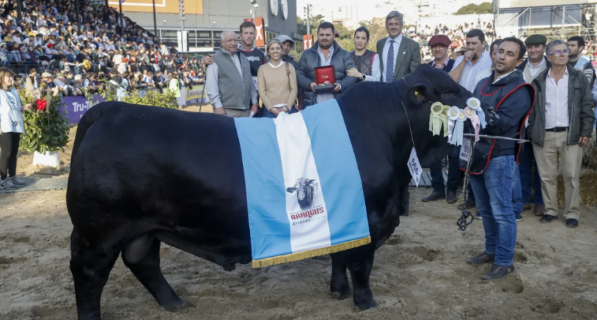 Exposición Rural de Palermo: dos cabañas debutantes con Brangus ganaron los grandes campeones de la raza