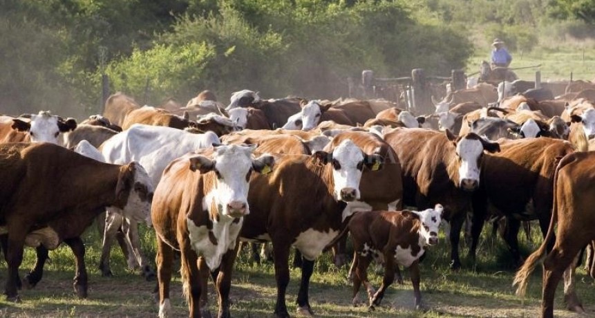 El norte santafesino apunta a proveer 