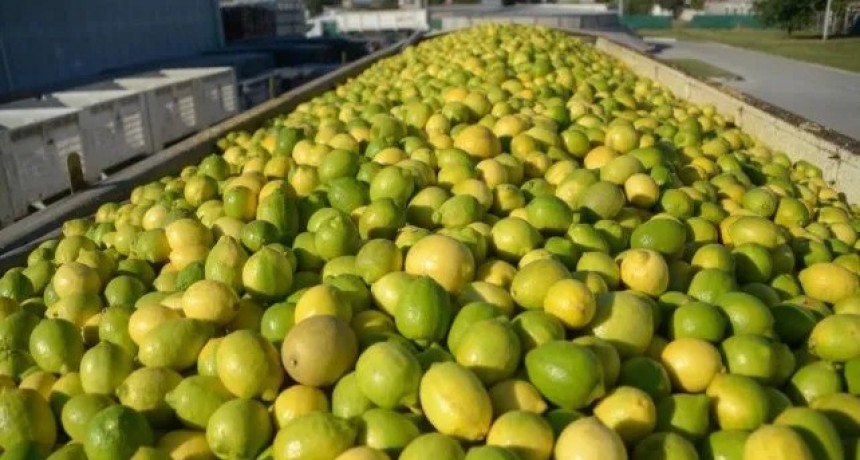 Limones: crecieron 66,3% las exportaciones