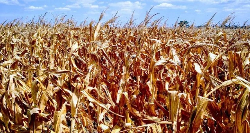 La sequía y los grandes desórdenes productivos