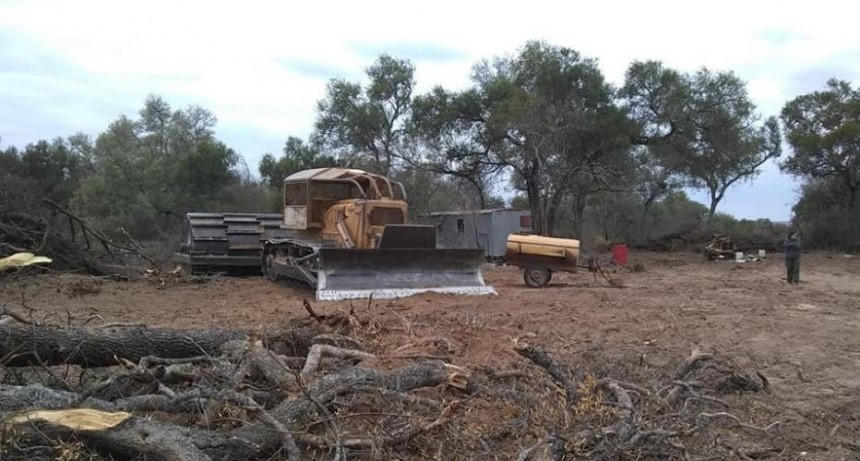 Logran frenar a tiempo un desmonte ilegal de más de 100 hectáreas en el interior