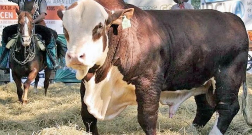 Ganaderos de todo el NOA se reunirán el jueves en Quimilí por un remate