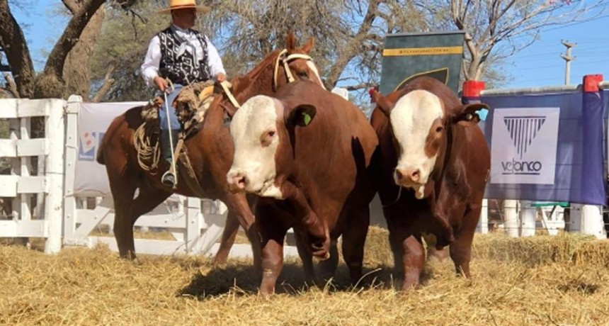 Ganaderos de Paraguay y Uruguay en el remate de elite realizado en Quimilí