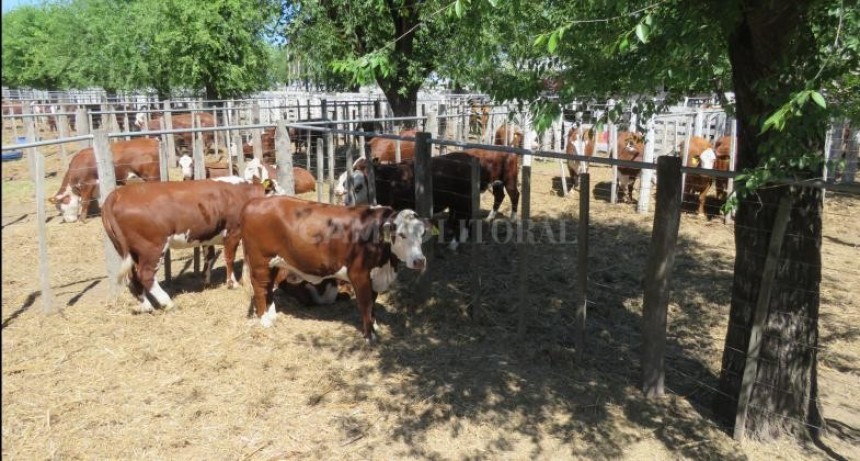 Braford, calidad antes que cantidad   