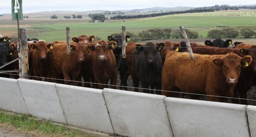 SENASA le pone números al feed lot