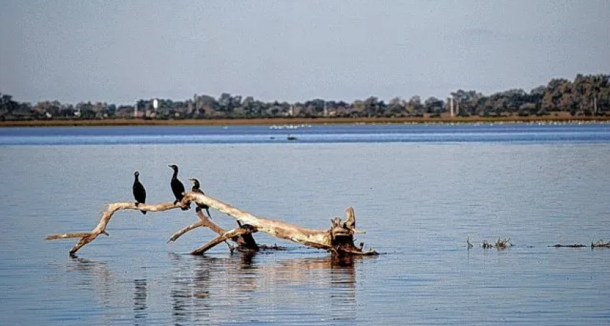 Nuevo humedal en la laguna Setúbal: ¿yuyal u oportunidad para conocer la naturaleza?