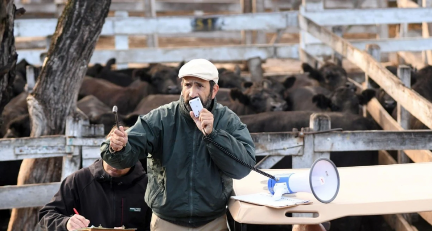 La hacienda en pie recupera precios 