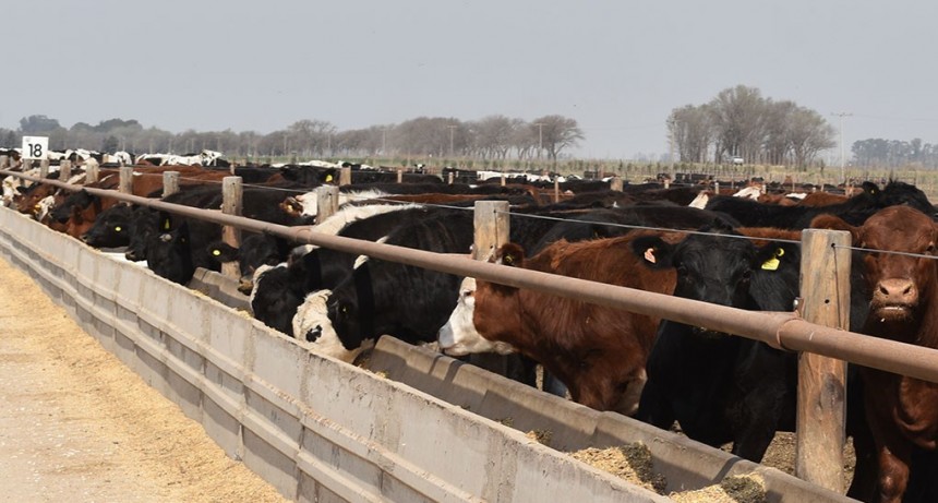 El dólar maíz dispara los precios de la hacienda para consumo un 22%