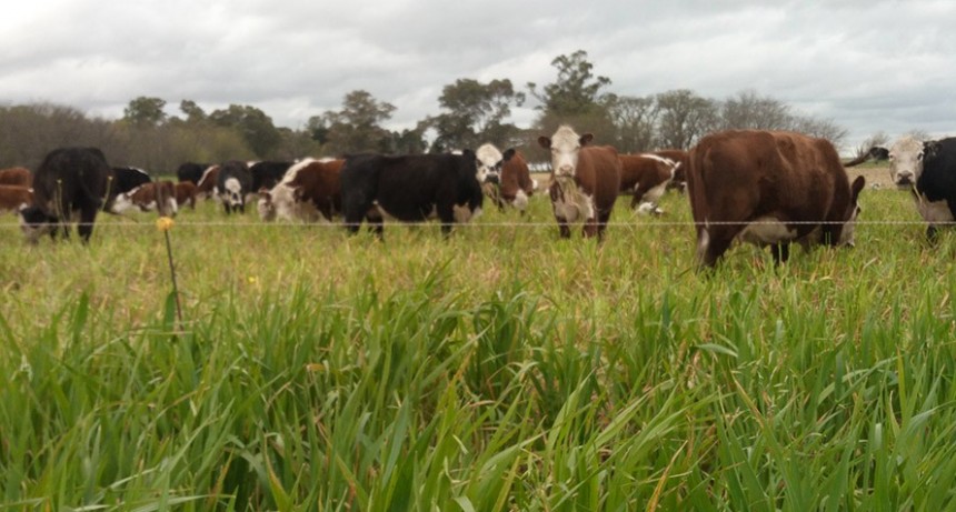 Evalúan alternativas a la alfalfa en el centro-norte de Santa Fe