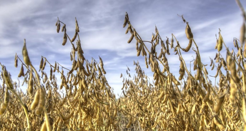 La siembra de soja vuelve a subir tras 9 campañas en descenso y ahora apunta a las 17 M ha