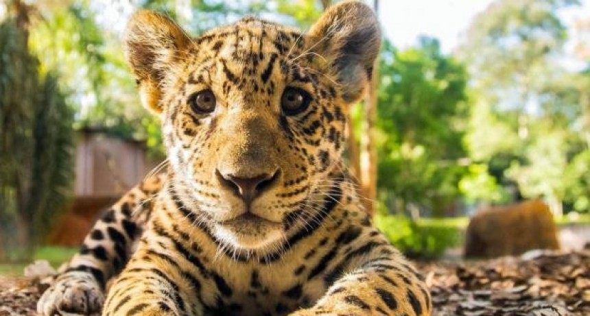 Detectaron cuatro nuevos cachorros de yaguareté en los Esteros del Iberá