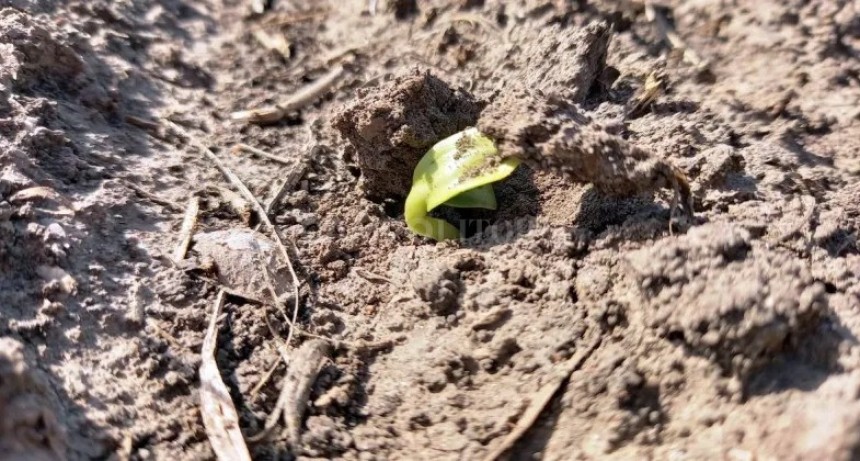 Se acelera la siembra de girasol en el norte