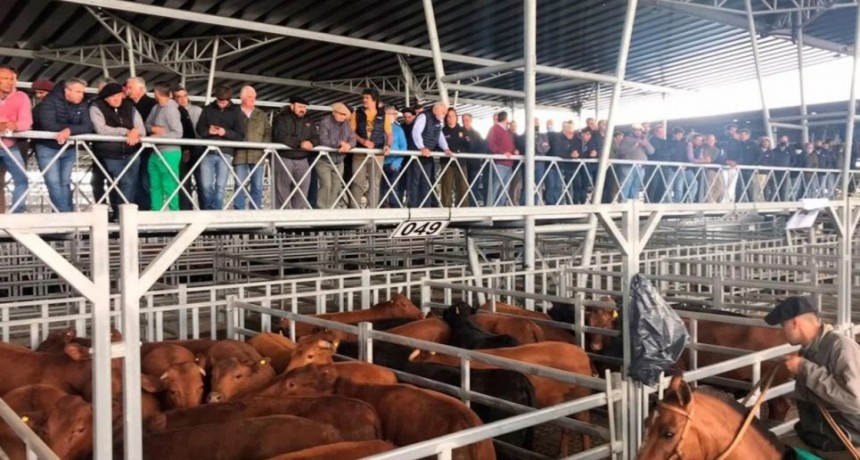 Los saqueos desafían la estabilidad de los precios de la hacienda 