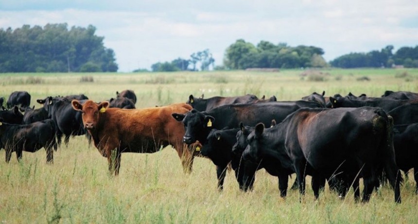 Se espera una caída importante de la oferta ganadera