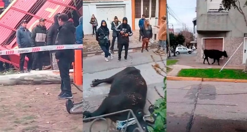 Volcó un camión con vacas y los vecinos las faenaron