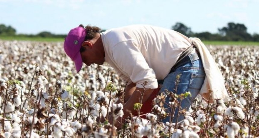 Las lluvias retrasaron el final de la cosecha de algodón en el norte santafesino 