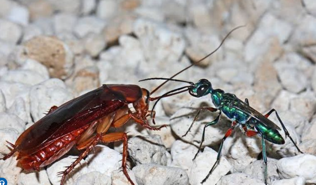 La avispa, la cucaracha, el populismo y Milei