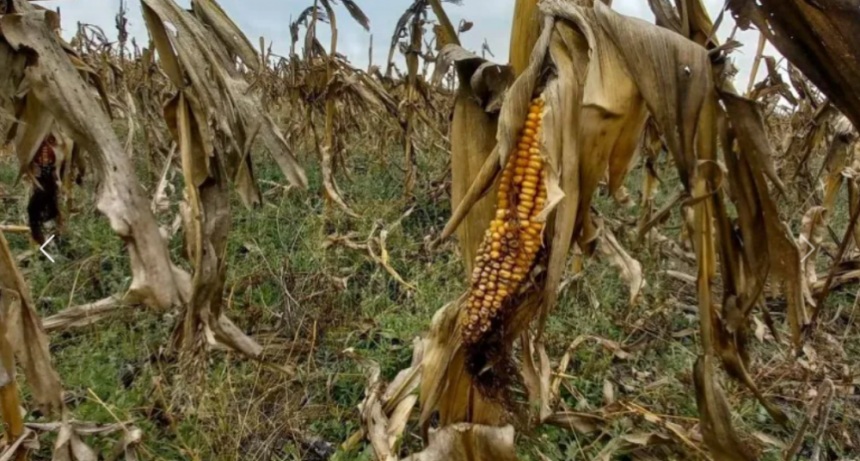 Chicharrita letal: terminó la cosecha de maíz tardío con los peores números de la historia reciente