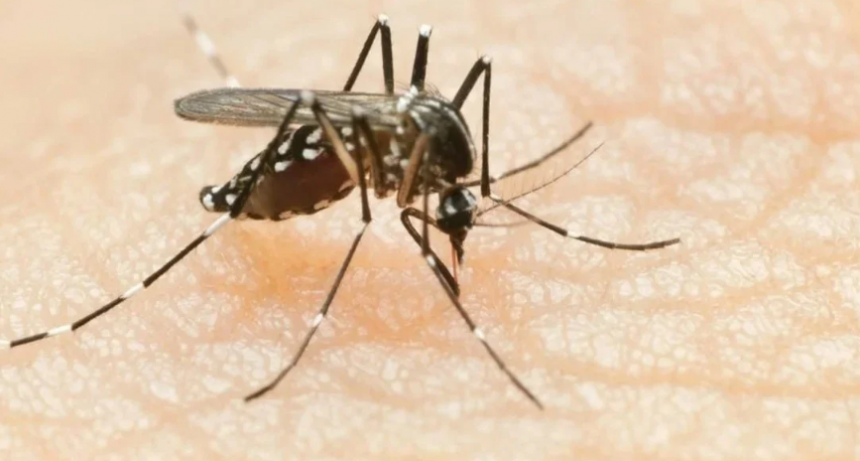 Dengue: la vacuna como herramienta y una esperanza que puede llegar de Brasil