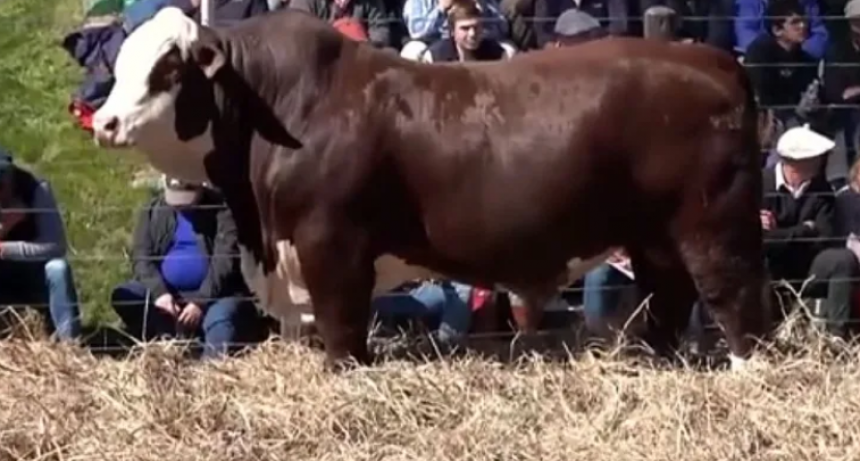 Un toro Braford del norte santafesino se vendió por $90 millones 