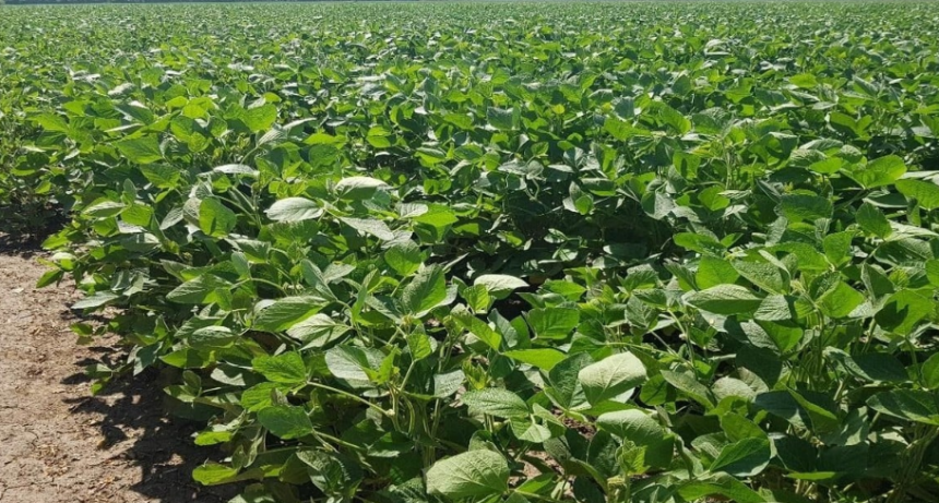 Las duras advertencias de productores de bioetanol y biodiésel en el Congreso