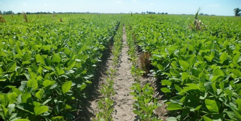 Un productor santafesino aporta 57% de su renta neta en bolsillos del Estado