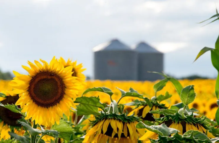 Récord histórico en la molienda de girasol: más de 487 mil toneladas en julio