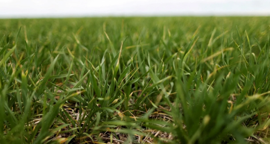 Los vientos del norte traerán lluvias escasas en la mayor parte del área agrícola