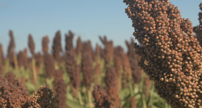 El sorgo, otro exponente de una cosecha que termina mejor de lo esperado