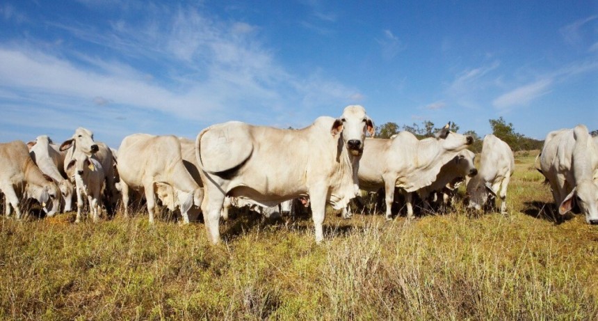 Los Brahman, con el “norte” en resurgir: en 6 años se duplicó la cantidad de cabañas de la raza
