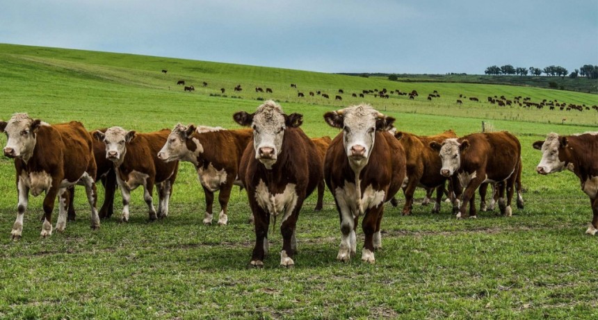 ¿Como llegamos a tener el asado que comemos hoy? Te contamos la historia de la carne en Argentina