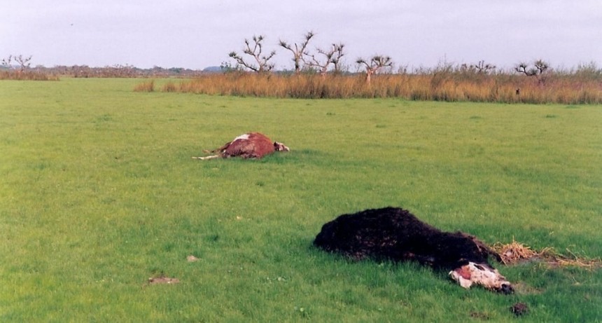 Misteriosas mutilaciones de animales en Santa Fe: temor y desconcierto en el campo