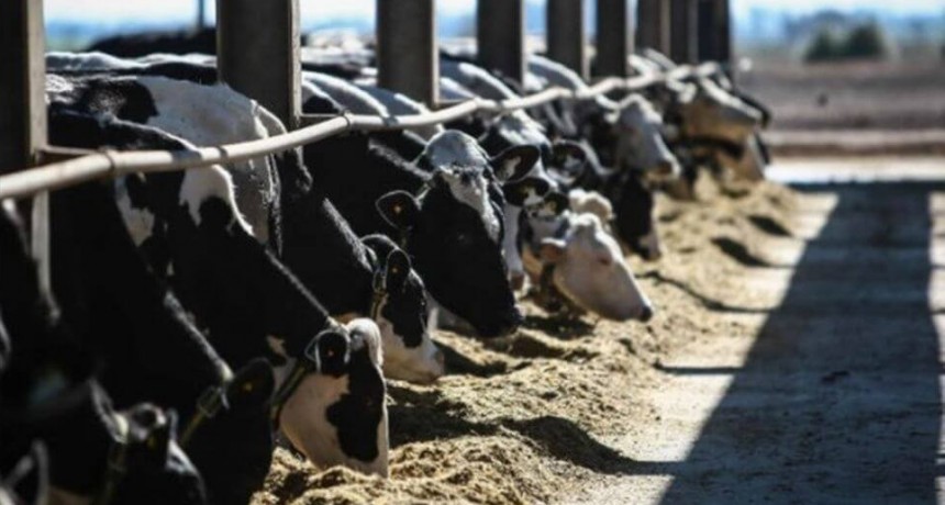 Argentina lidera el aumento de la producción mundial de leche en 2025
