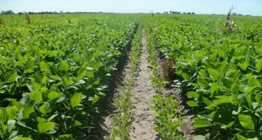 Un productor santafesino aporta 57% de su renta neta en bolsillos del Estado