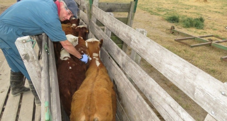 Aftosa: desde la Sociedad Rural de Santa Fe reclaman un esquema de vacunación ajustado a la realidad